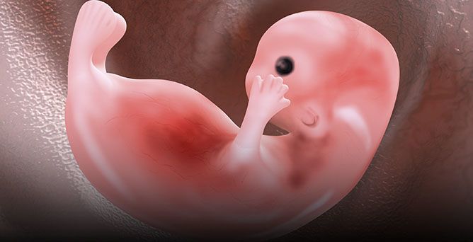 La sesta settimana di gravidanza